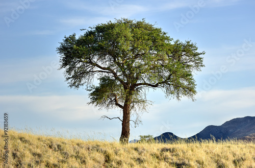 Desert Landscape - NamibRand  Namibia