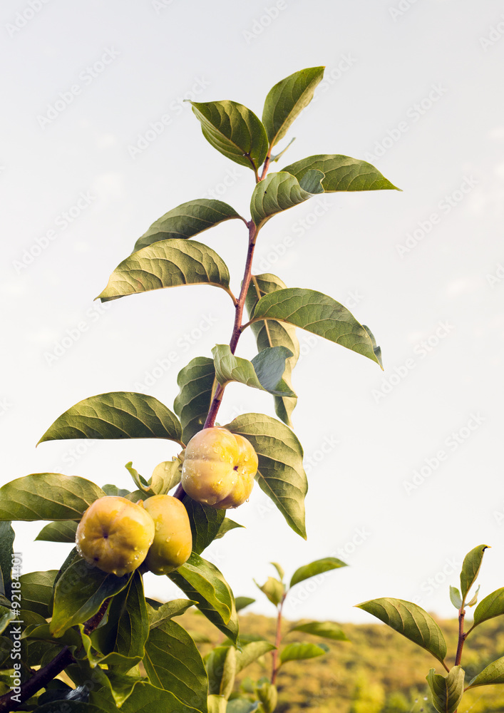 Obraz premium かき