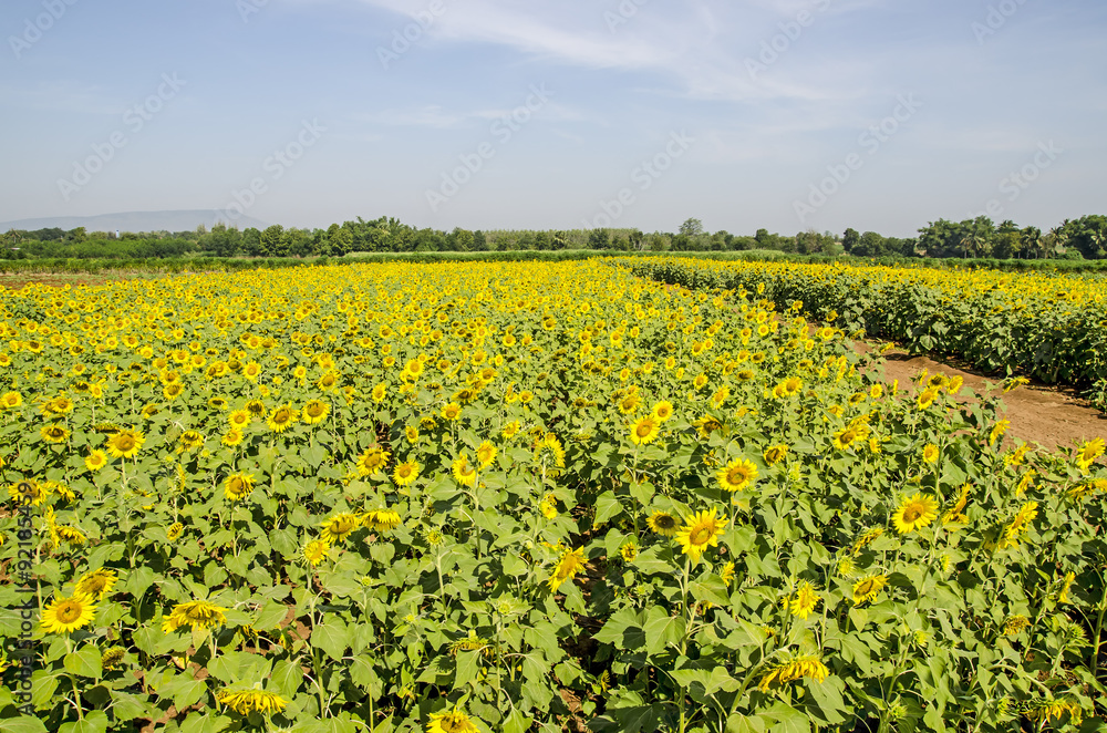 Fields of sunflowers 