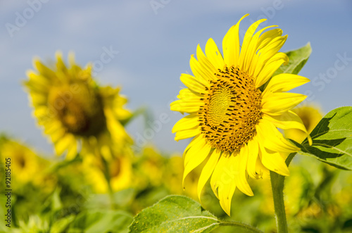 Sunflower field over blue sky