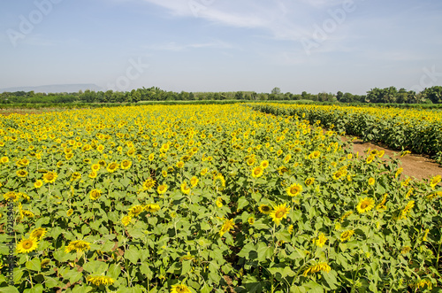 Fields of sunflowers 
