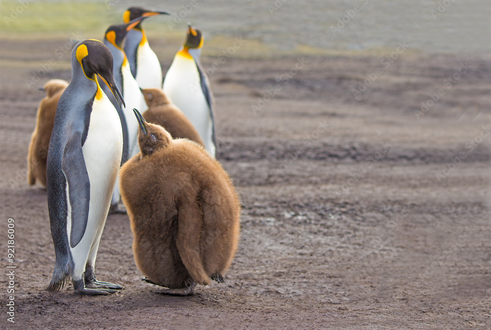 Obraz premium King Penguin (Aptenodytes patagonicus) feeding chick.