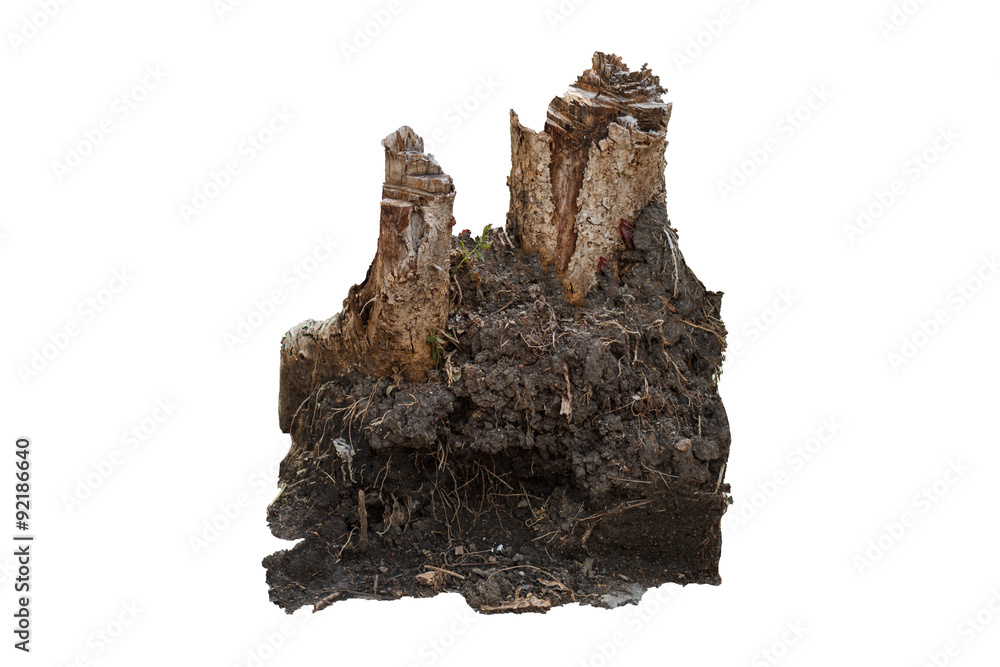 Fototapeta premium Old log and soil on side street with sunlight, Selective focus