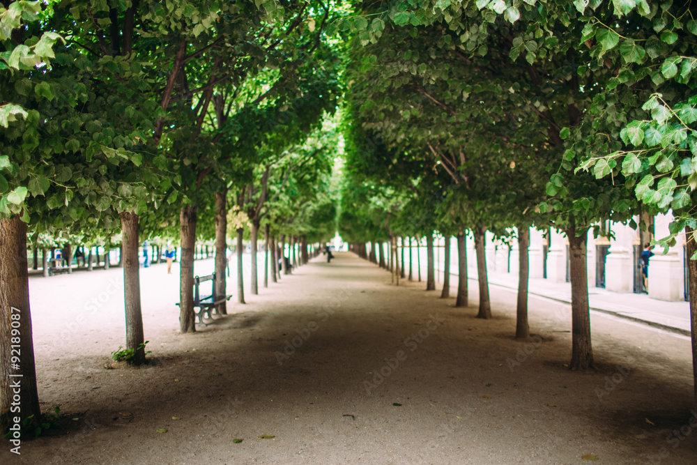 promising avenue, the track of the columns and trees promising avenue, the track of the columns and trees