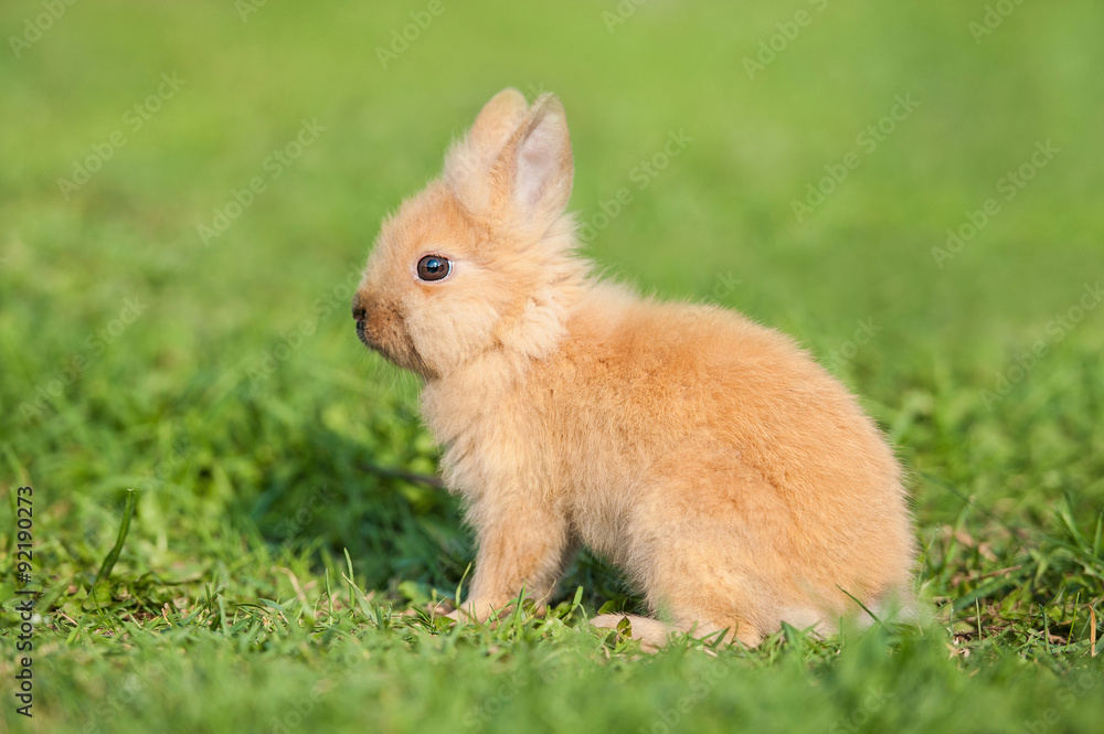 Little dwarf rabbit walking outdoors in summer Little dwarf rabbit walking outdoors in summer
