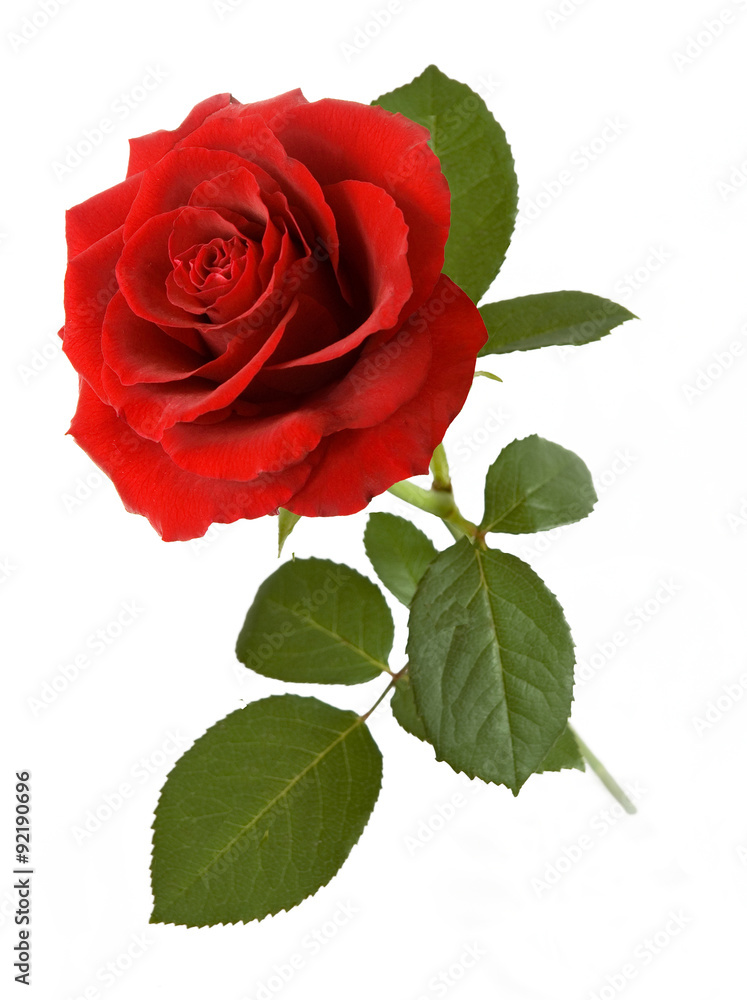 Fototapeta premium Czerwona róża z liści na białym tle