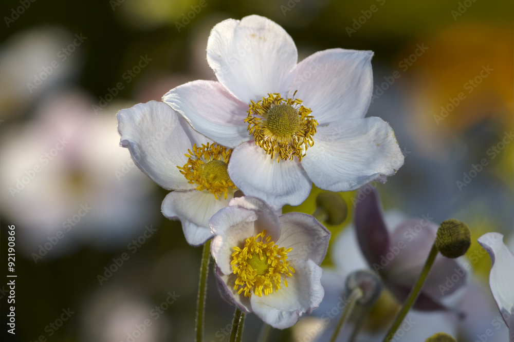 Fototapeta premium White anemone fl;owers