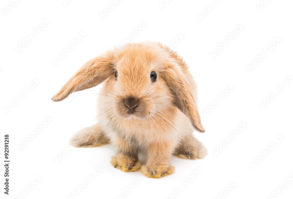 Little rabbit Little rabbit