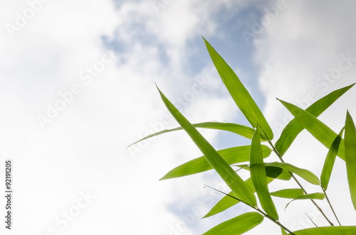 Bamboo leaves background
