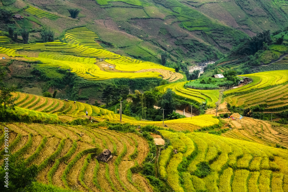 Rice fields on terraced of Mu Cang Chai, YenBai, Vietnam. Rice fields prepare the harvest at Northwest Vietnam.