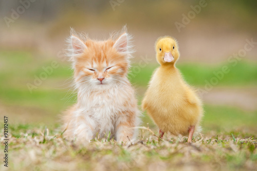 Adorable red kitten with little duckling 