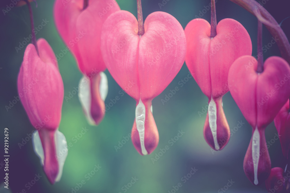 Fototapeta premium Bleeding Heart Flower Retro