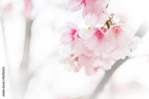 Sakura ( Cherry Blossom)