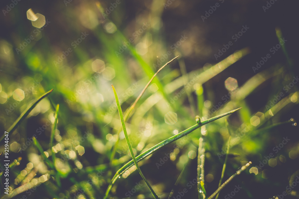Macro of Morning Grass Retro Macro of Morning Grass Retro