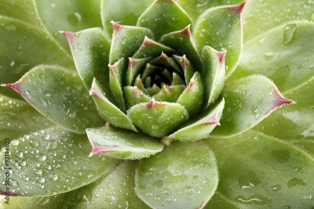Beautiful succulent plant with water drops close up Beautiful succulent plant with water drops close up