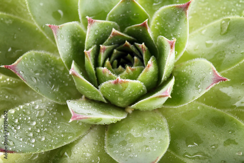 Beautiful succulent plant with water drops close up