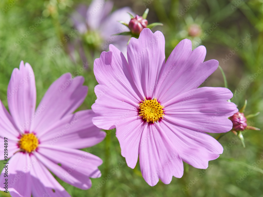 Obraz premium 桃色の秋桜