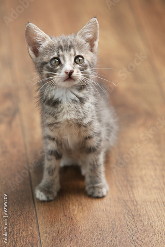 Cute gray kitten on floor at home © Africa Studio