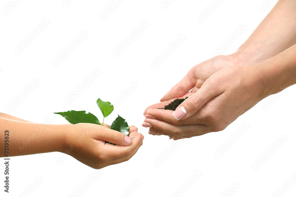 Female and child handfuls with soil and small green plant isolated on white Female and child handfuls with soil and small green plant isolated on white