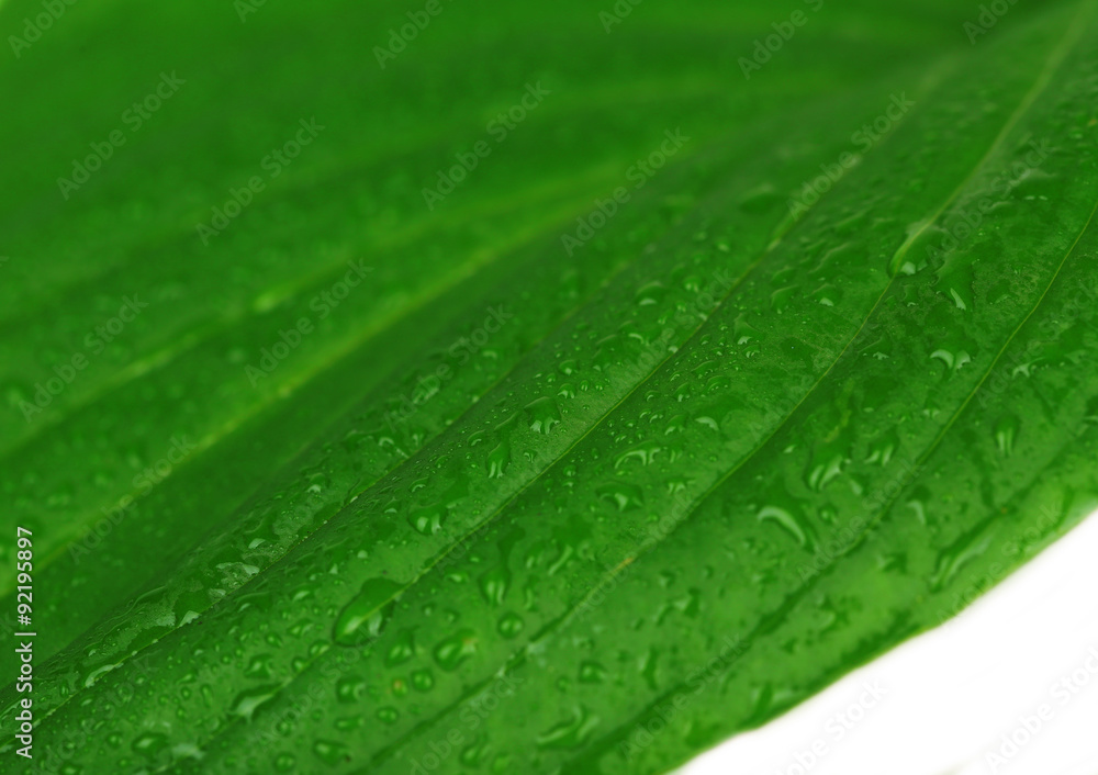 Fresh green leaf with drops, close up Fresh green leaf with drops, close up