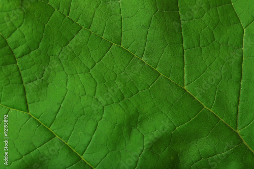 Fresh green leaf, close up