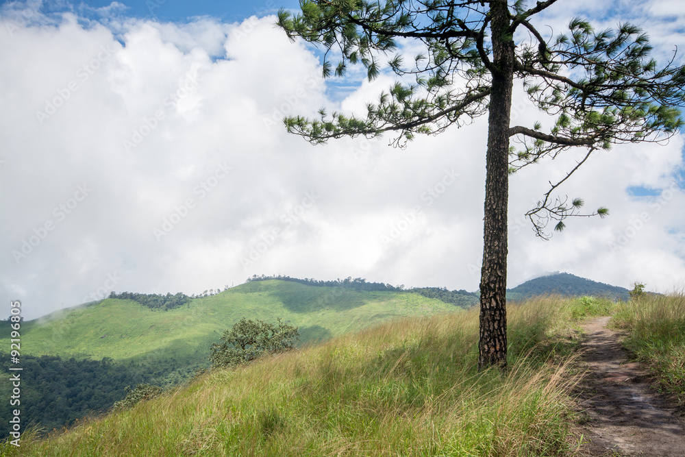 Pine tree on hill in white clouds and green mountains background Pine tree on hill in white clouds and green mountains background