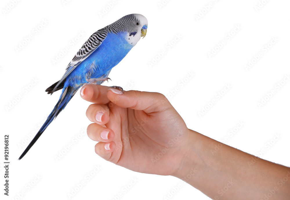 Fototapeta premium Budgerigar on hand isolated on white