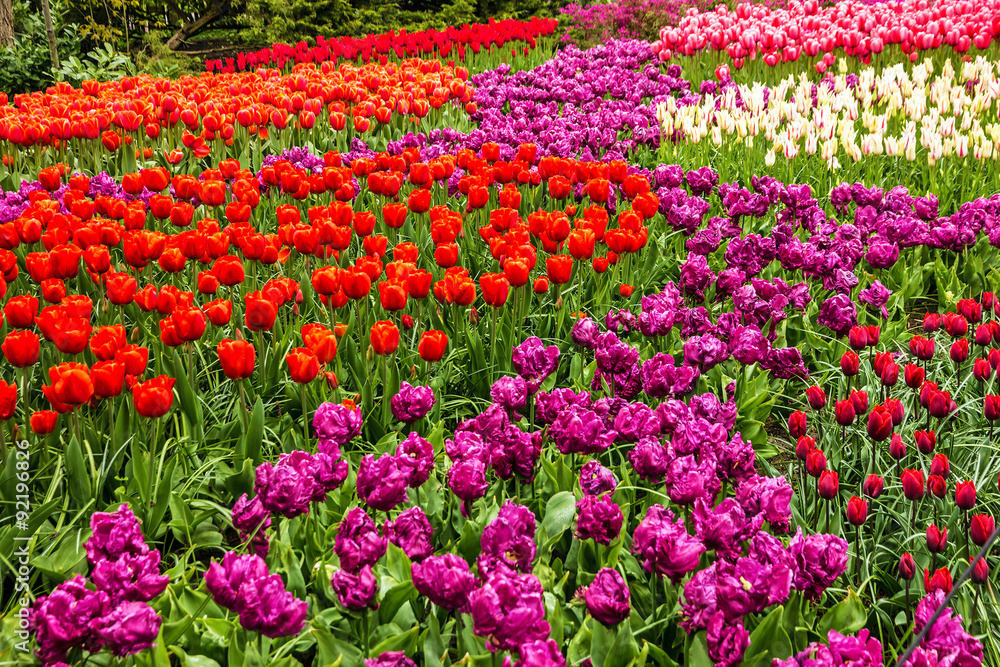Tulip field, park Keukenhof, Holland