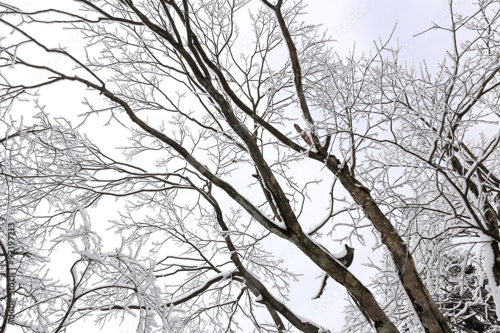 Winter Scene Abstract Winter Scene Abstract
