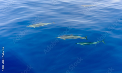 Pod of dolphins swimming in the sea © Daddy Cool
