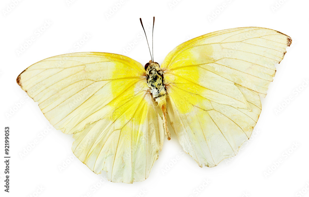Obraz premium Colorful butterfly isolated on white