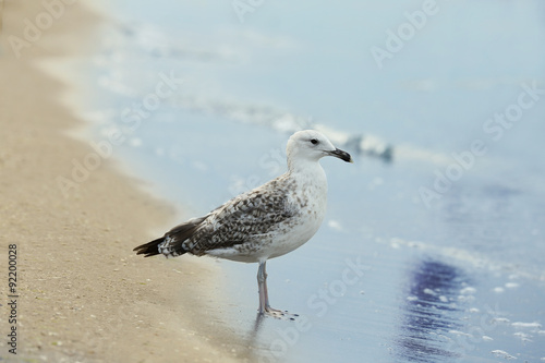 Beautiful seagulls on sand beach