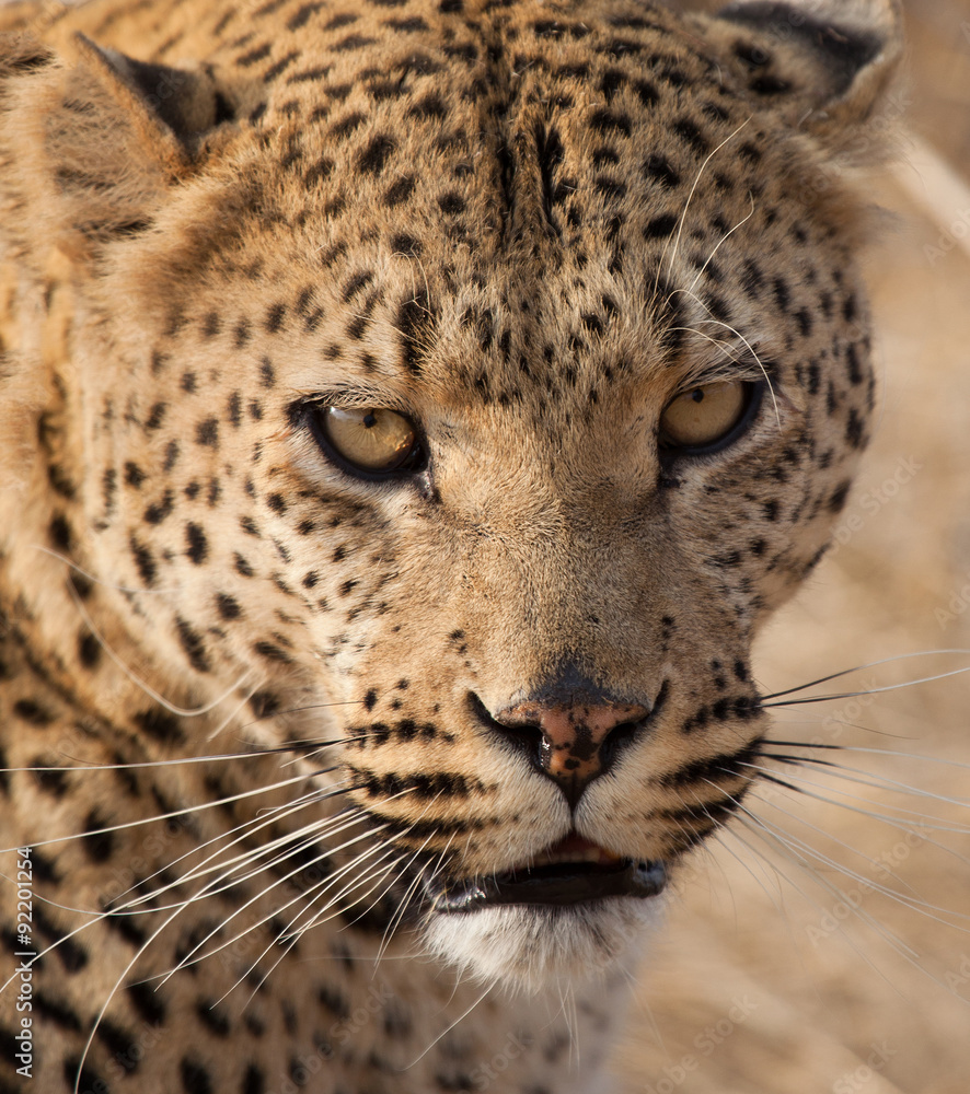 Fototapeta premium Leopardo della Namibia