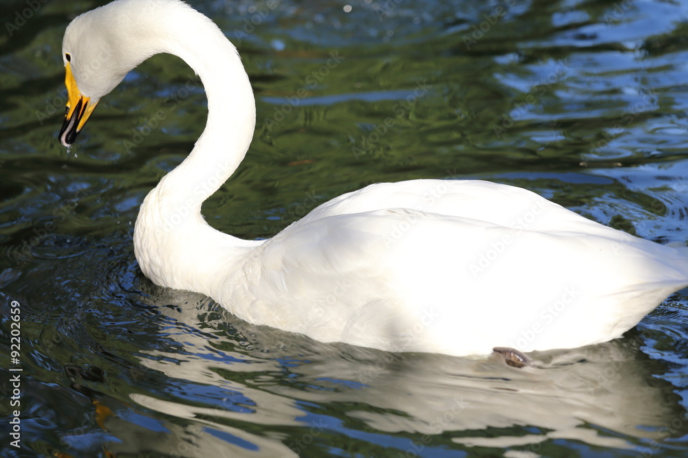 Naklejka premium swans