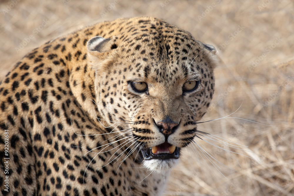 Fototapeta premium Leopardo della Namibia
