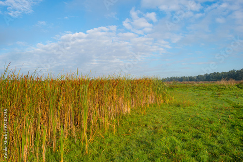 Reed below a blue cloudy sky in autumn
