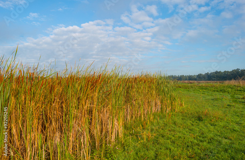 Reed below a blue cloudy sky in autumn