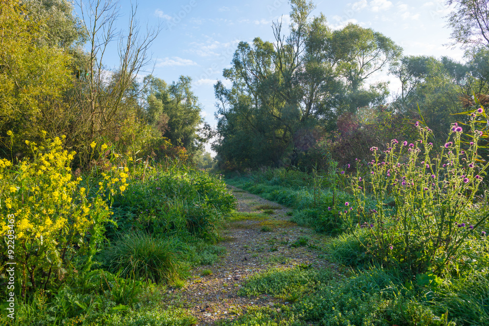 Fototapeta premium Path through a forest in autumn