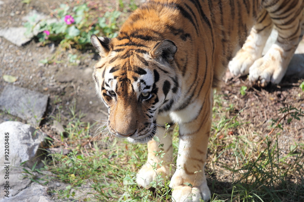 Naklejka premium tiger