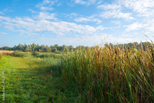 Shore of a lake under a blue cloudy sky in autumn