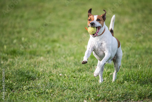 Danish Swedish Farmdog fetching a tennis ball. DSF is a lively and friendly breed.