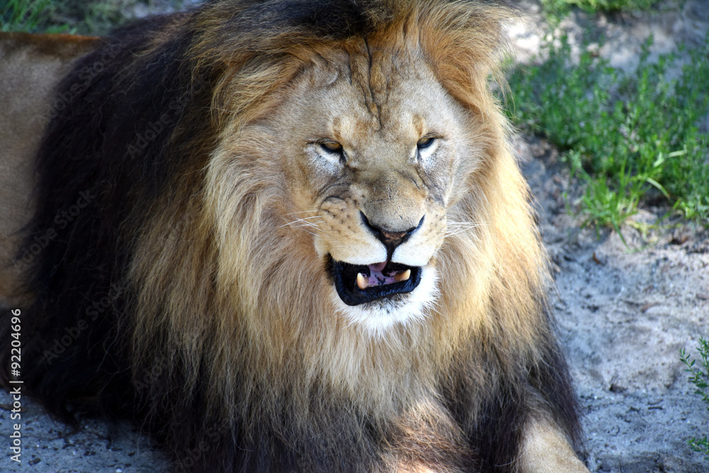 portrait of a snarling lion