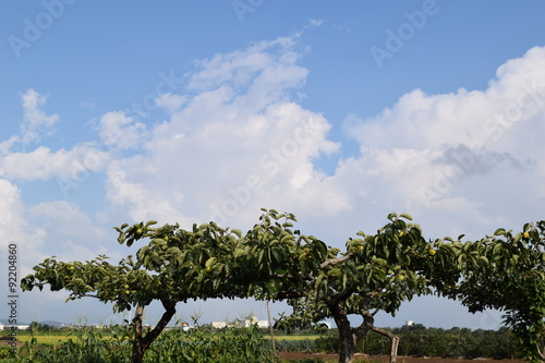 Wallpaper Mural 柿の木／山形県の庄内地方で、柿の木の風景を撮影した写真です。 Torontodigital.ca