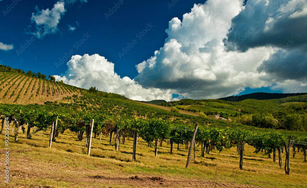 Nice vineyard in Italy, Tuscany