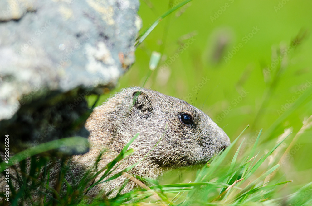 LO SGUARDO DI UNA MARMOTTA LO SGUARDO DI UNA MARMOTTA