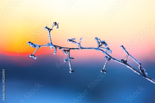 frozen plant at sunset