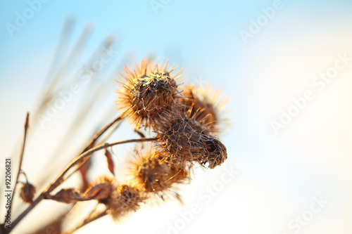 dry bur at sunset