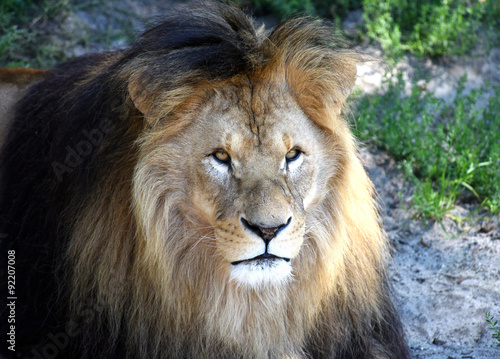 portrait of beautiful wild adult Lion
