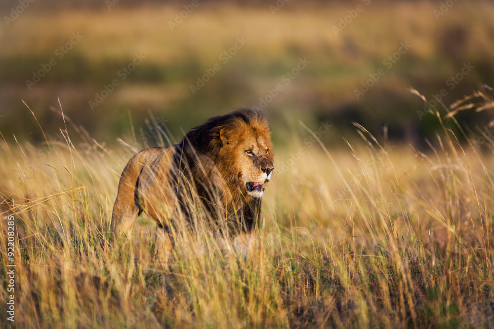 Fototapeta premium Lion in Kenya, Africa