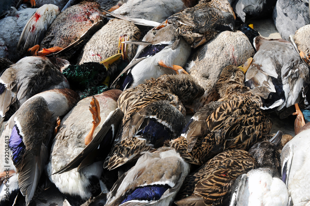 Dead ducks Dead ducks